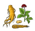 Root and leaves panax ginseng. Vector engraving illustration Royalty Free Stock Photo