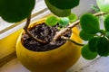 root stem system of healthy bright green crassula ovata succulent jade plant lucky tree in yellow pot Royalty Free Stock Photo