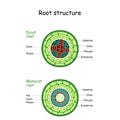 Root structure. monocot and dicot stems