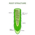 Root structure. Plant anatomy