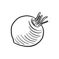 root of swede, vector drawing sketch of vegetable Royalty Free Stock Photo