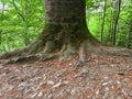 The root system of an ancient tree above the ground in a mountain forest. Royalty Free Stock Photo