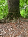 The root system of an ancient tree above the ground in a mountain forest Royalty Free Stock Photo