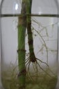 The root system of Chinese bamboo in hydroponic water