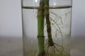 The root system of Chinese bamboo in hydroponic water