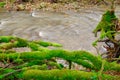 The root system of a dead tree covered with moss on the bank of a stream, flowing through a deciduous forest in the early spring d Royalty Free Stock Photo