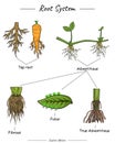 Root system. different types of roots