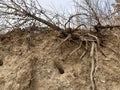 The root system of the excavated tree. The roots of a plant on a sandy wall. A tree on the edge of the pit Royalty Free Stock Photo