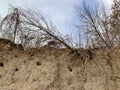 The root system of the excavated tree. The roots of a plant on a sandy wall. A tree on the edge of the pit Royalty Free Stock Photo