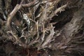 Root system of fallen redwood, Close up, full screen. Backgrounds, textures and abstract Royalty Free Stock Photo