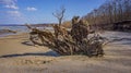 Root system of a fallen tree on the beach. Royalty Free Stock Photo