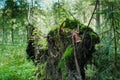 The root system of a fallen tree Royalty Free Stock Photo