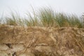Root system of grass in eroded dune Royalty Free Stock Photo