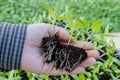 Adequate root development in seedlings contributes to their resilience.