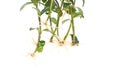 The root system of the home flower nematantus, goldfish, white background, isolate, botany Royalty Free Stock Photo