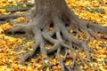 Root system Royalty Free Stock Photo