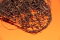 The root system of the lemon tree. Roots on a bright orange background Royalty Free Stock Photo