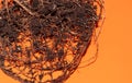The root system of the lemon tree. Roots on a bright orange background Royalty Free Stock Photo