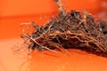 The root system of the lemon tree. Roots on a bright orange background Royalty Free Stock Photo