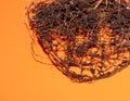 The root system of the lemon tree. Roots on a bright orange background Royalty Free Stock Photo