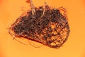The root system of the lemon tree. Roots on a bright orange background Royalty Free Stock Photo