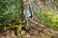The root system of an old pine forest Royalty Free Stock Photo