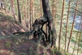The root system of an old pine forest Royalty Free Stock Photo