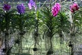 Orchid nursery. Plants of all colors hung and with roots in the air