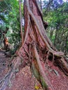 Root system of a Southern rata tree on South Island in New Zealand