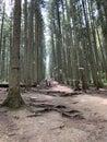 The root system of tall forest trees. Forest road among huge pines. Old forest, trunks of perennial pines. Ukraine Carpathian