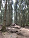 The root system of tall forest trees. Forest road among huge pines. Old forest, trunks of perennial pines. Ukraine Carpathian