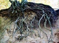 Root system of a tree in Nussloch