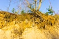 Root system of a tree on the slope Royalty Free Stock Photo