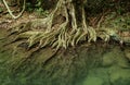 Root system of a tree in tropical forest
