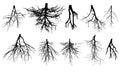 Root system of trees. Set of rootage. Vector illustration
