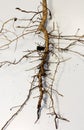 Root system on a white background