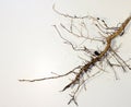 Root system on a white background