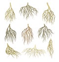 Root systems set. Underground stems, rootstalks. Botany or dendrology elements vector illustration