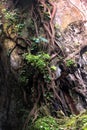 Root of Tetrameles nudiflora tree creeping on karst rock cliff side