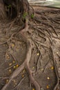 Root tree Royalty Free Stock Photo
