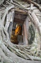 Root of the tree absorbing the ruins Wat Bang Kung