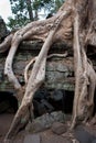 Root of the tree, Angkor, Cambodia