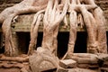 Root of the tree, Angkor Wat, Cambodia