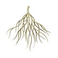 Root of tree, bush or shrub, rootstalk. Botany or dendrology element vector illustration