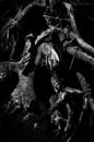 ROOT OF THE TREE, DEAD ROOTS, TREE, TRUNK, BLACK AND WHITE Royalty Free Stock Photo