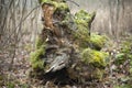 Root of tree in forest. Fallen tree. Details of nature. Dry stump. Moss on trunk Royalty Free Stock Photo