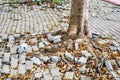 root of tree growing and damage brick block walkway
