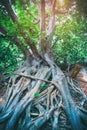 Root of tree growth on old ancient brick wall.Old grunge ruined building growing covered with aerial roots of a banyan tree in