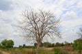 Root tree without leaves and blue sky