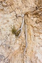 The root of the tree in limestone clay ground